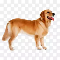 狗动物剪贴画