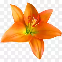 桔黄色百合花橙S.A.不含王权的花瓣-花朵