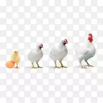 公鸡、肉鸡、家禽养殖-鸡