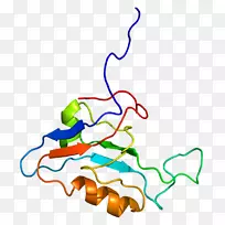 Scrib支架蛋白细胞极性
