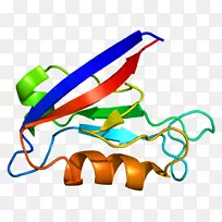 dlg 1 dlg2基因蛋白膜相关鸟苷酸激酶