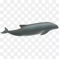 海豚汽车鲸目海豚鱼里索的海豚