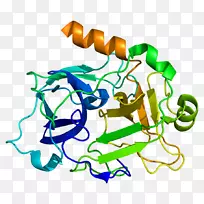 高分子量激肽原前激肽释放酶分子-分子