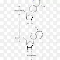 烟酰胺腺嘌呤二核苷酸磷酸Flavin单核苷酸Flavin还原酶