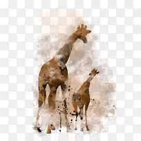 长颈鹿，马，陆地动物，野生动物，-小长颈鹿