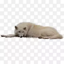 北极狐格陵兰狗夹艺术北极狐