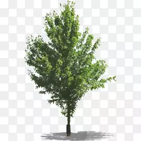数字图像剪辑艺术树角