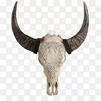 人类头骨象征角美洲野牛头骨