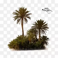 PlayStationpng亚洲棕榈树-PlayStation