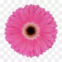 特兰士瓦雏菊车库销售切花销售-花卉