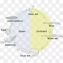 鳗鱼生活史生物生命周期欧洲鳗鱼海