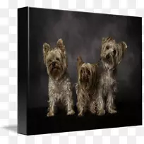 约克郡猎犬凯恩梗格伦莫尔基艺术绘画