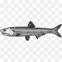 画欧洲凤尾鱼凯撒色拉食品河鱼