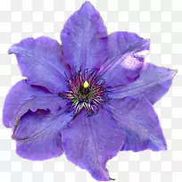 皮革花一年生植物紫罗兰科紫罗兰