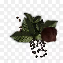 草药超级食用树-阿拉伯咖啡