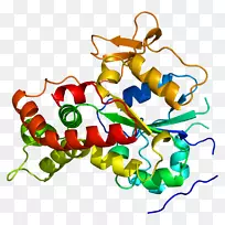 NDST 1基因硫转移酶硫酸盐夹ART