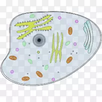 植物细胞cèl·Lula动物夹艺术-真核细胞