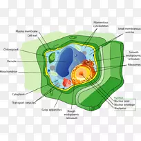 植物细胞器液泡植物