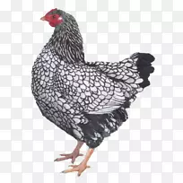 公鸡罗塞科金鸡银花边