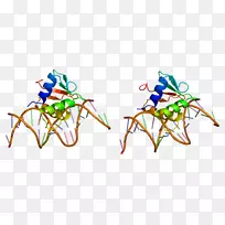 螺旋1转录因子基因蛋白
