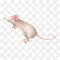 鼠沙鼠绘图-大鼠