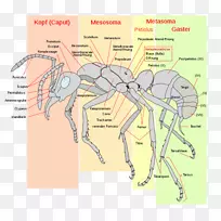 红火蚁昆虫解剖昆虫