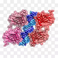 p5 3 dna结合区突变dna结合蛋白
