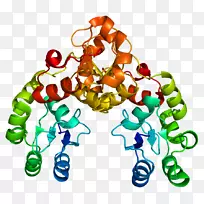 mdc 1 atm丝氨酸/苏氨酸激酶蛋白h2afx mrn复合物