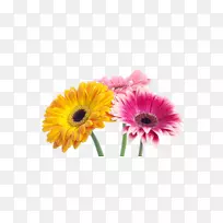 桌面壁纸花德兰士瓦雏菊高清电视花园玫瑰-花