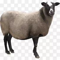牛磺酸牛-绵羊