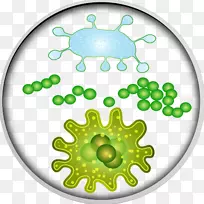 细菌微生物区系病毒-细菌