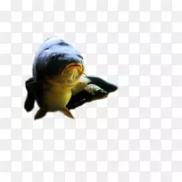 甲鱼海龟箱龟