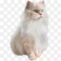猫科动物爬行动物黑豹