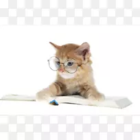 小猫桌面壁纸野猫阿比西尼亚猫眼眼镜-小猫