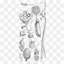 园丁实用植物学：3，000多个植物学术语为艺术家解释和探索植物学：植物插图素描植物灵感指南