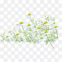 草地桌面壁纸野花洋甘菊