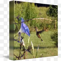 动物群鹤生态系统蜂鸟m-鹤