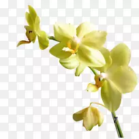 飞蛾花黄花