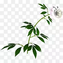 花圃玫瑰，百合花，žė‘s植物茎-花