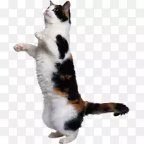 猫玩和玩具小猫狗老鼠猫