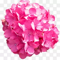 绣球粉色剪贴画-万寿菊