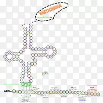转移RNA翻译密码子核糖体