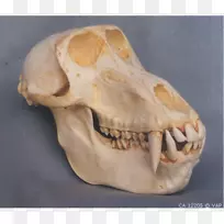 曼陀罗灵长类头骨狒狒类人猿头骨