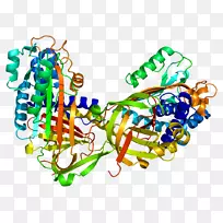 丝氨酸蛋白酶-球蛋白