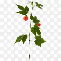 小枝茎叶草莓叶