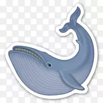 头盖骨贴纸蓝鲸驼背鲸普通宽吻海豚