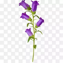 花卉紫罗兰片艺术