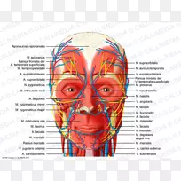 头颈部解剖血管、神经、头颈前三角