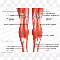 膝肌腱韧带人体肌肉消化