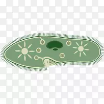 微生物单细胞生物-科学